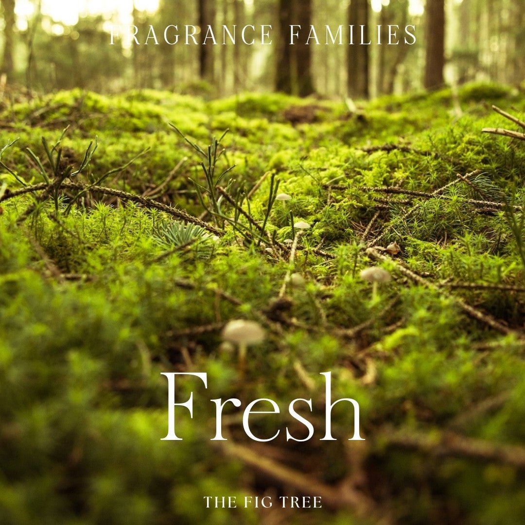 THE FIG TREENo.07 Greensward 安歇草地|心靈香氛蠟燭