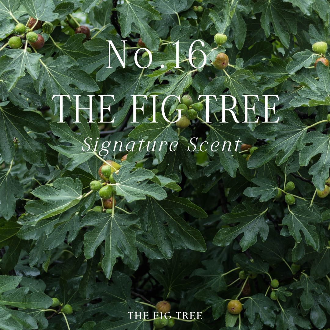 THE FIG TREE 心靈大地香氛